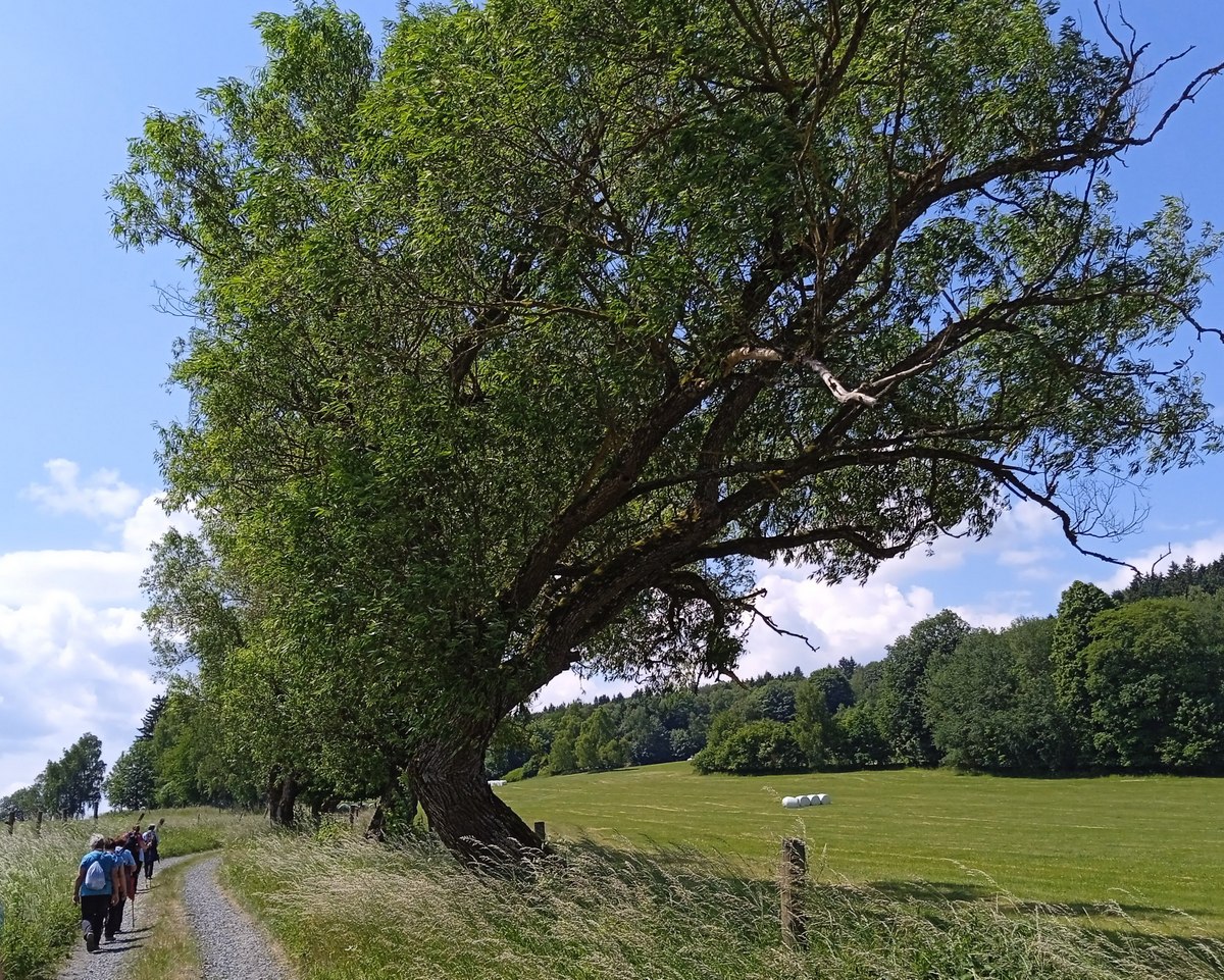 6 Valdorf.03