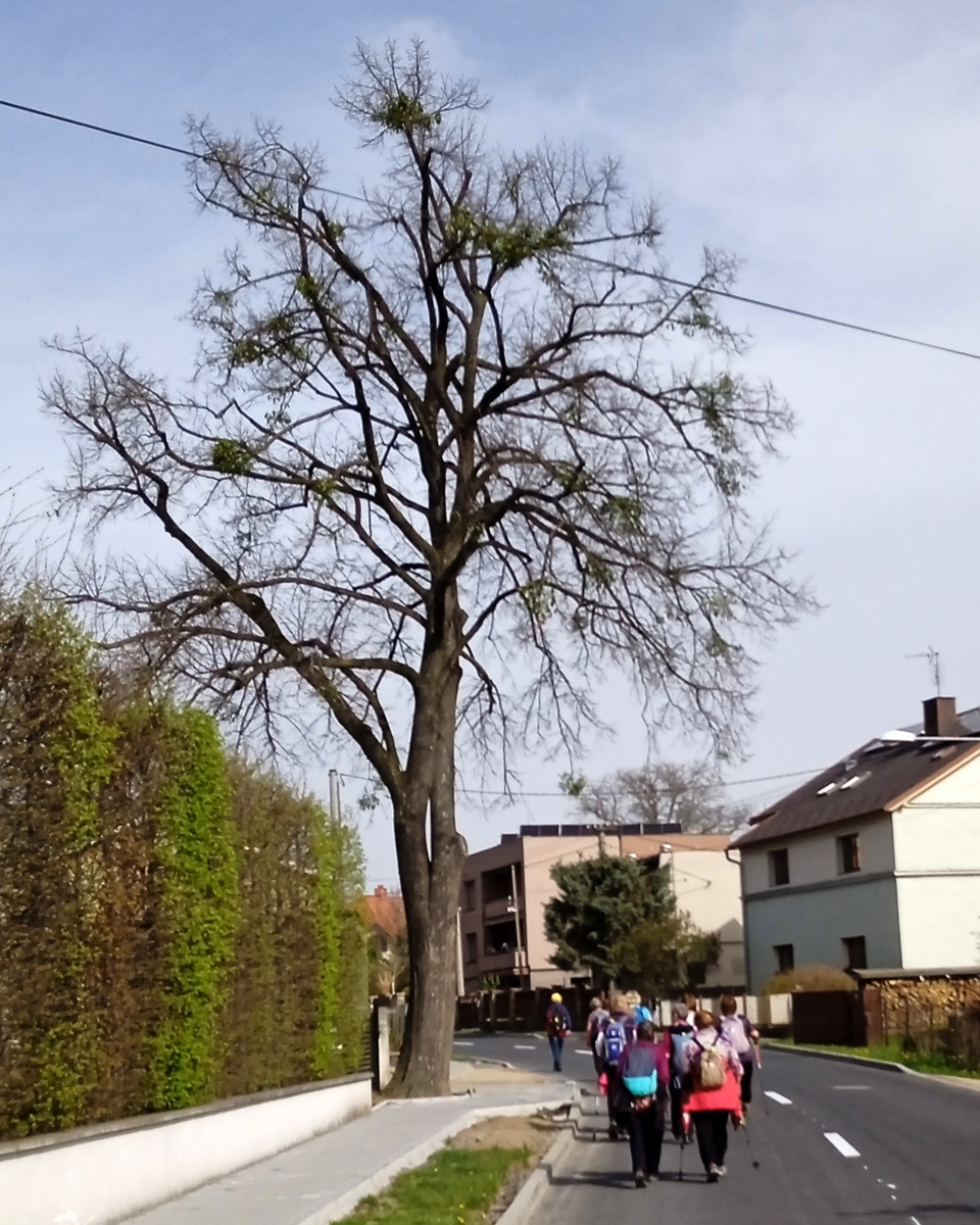 3 Přerovec 06