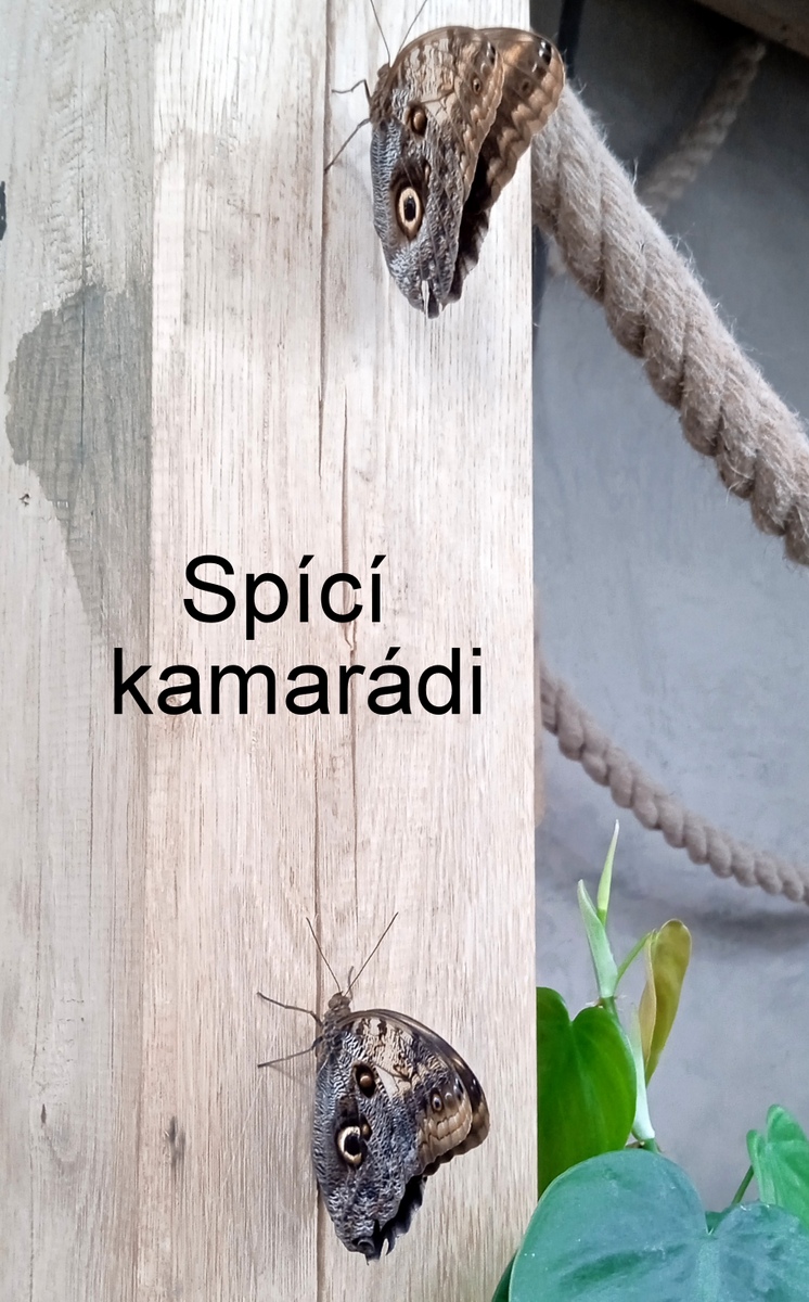 5 motýli páry 02