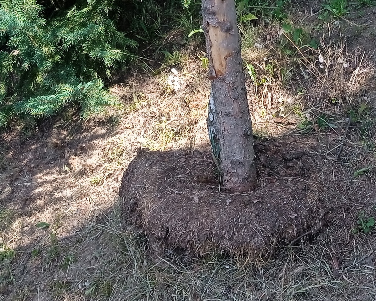 6 Bílý sloup 03