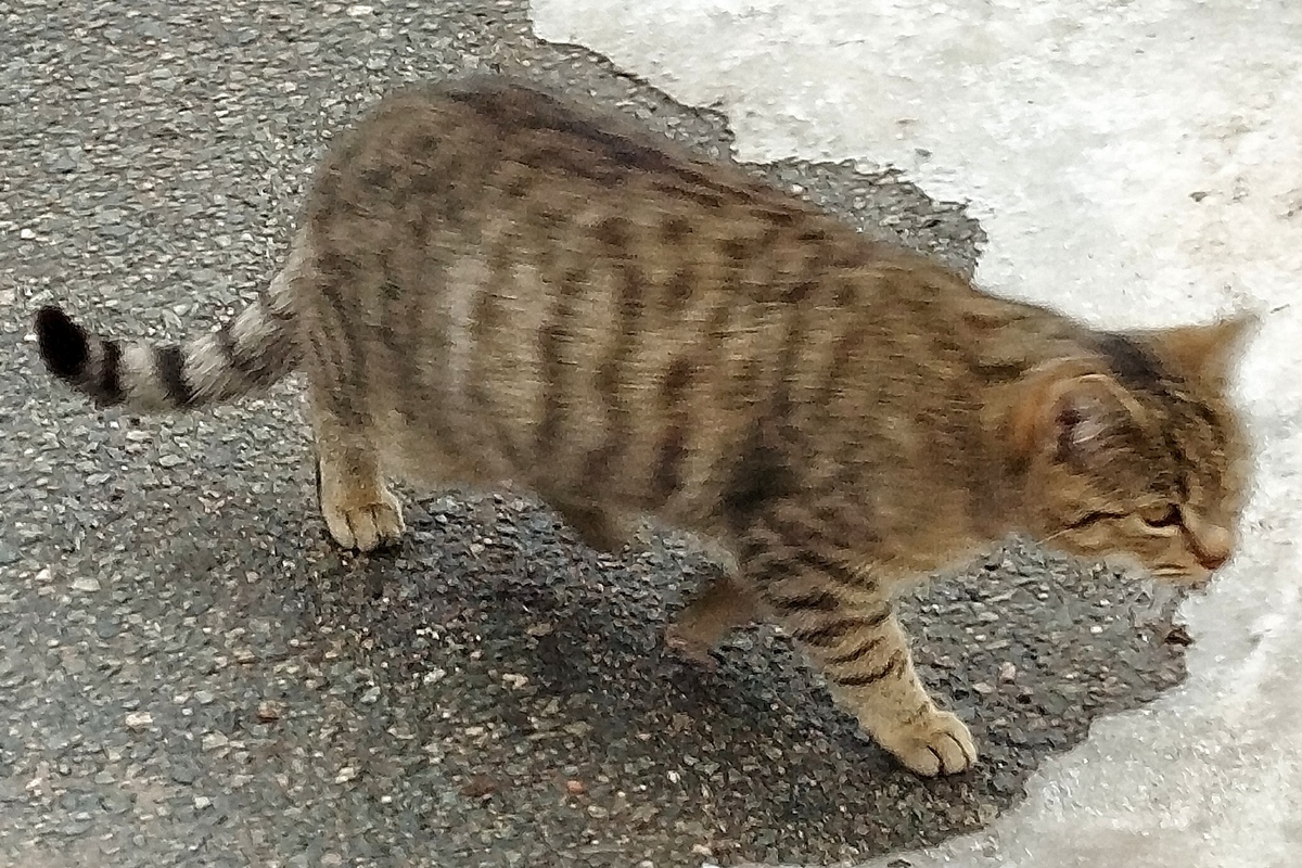 9 kočka 02