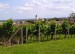 8.vinohrady 01